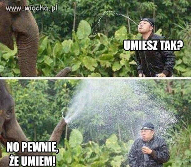 SŁOŃ vs debil