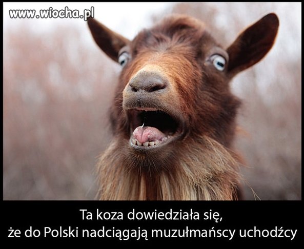 Szok i niedowierzanie 