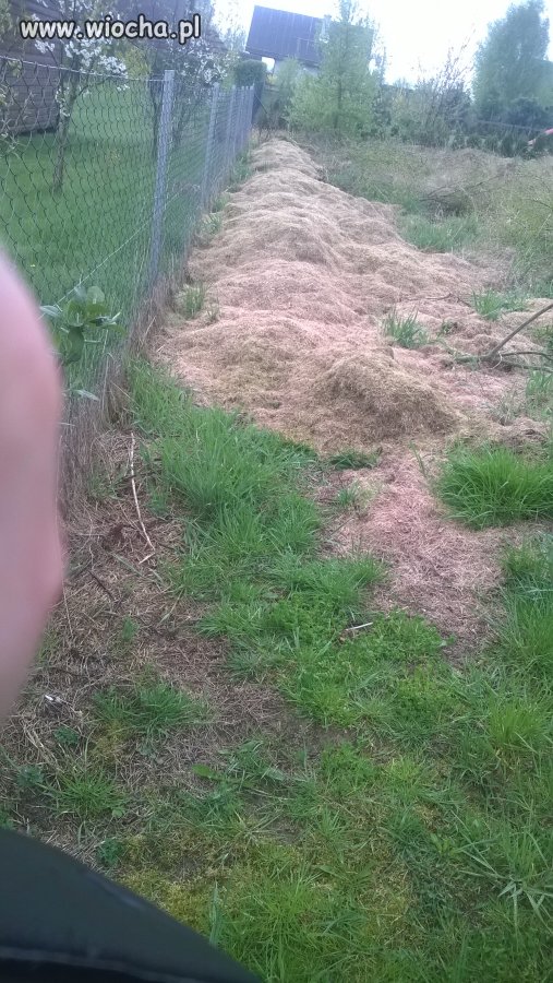 U siebie piękny trawniczek, a trawa ...