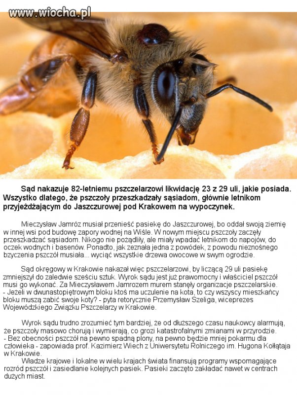 Polski wymiar sprawiedliwości w walce z pszczołami