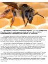 Polski wymiar sprawiedliwości w walce z pszczołami