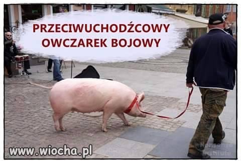Owczarek..