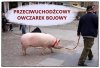 Owczarek..