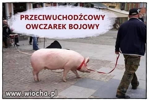 Owczarek..