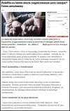 Rozstrzelać i po problemie