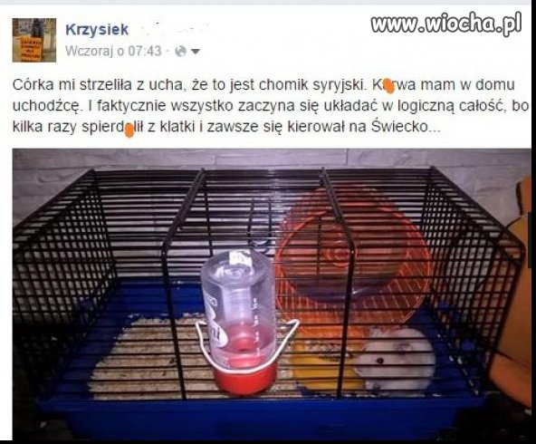 Czy warto się bać plagi gryzoni?