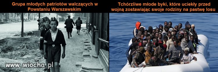 Czy młode byczki z Afryki po przybyciu do Polski 