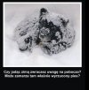 Widząc taki obrazek właściciel tego psa to śmieć !