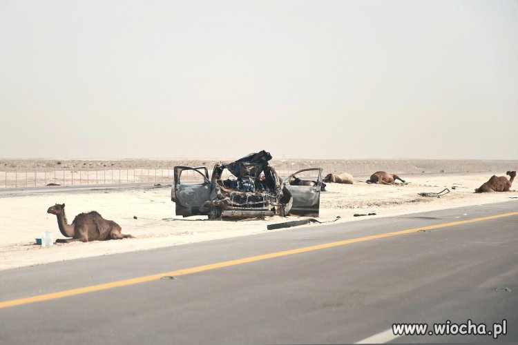 Wypadek z wielbłądami- bo Camel miał pierwszeństwo