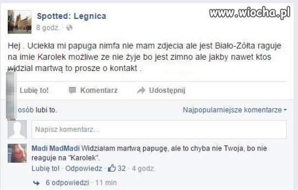 Papuga