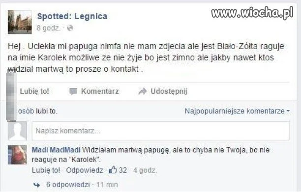 Papuga