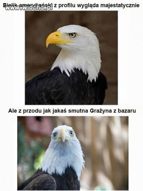 Krystyna z bazaru