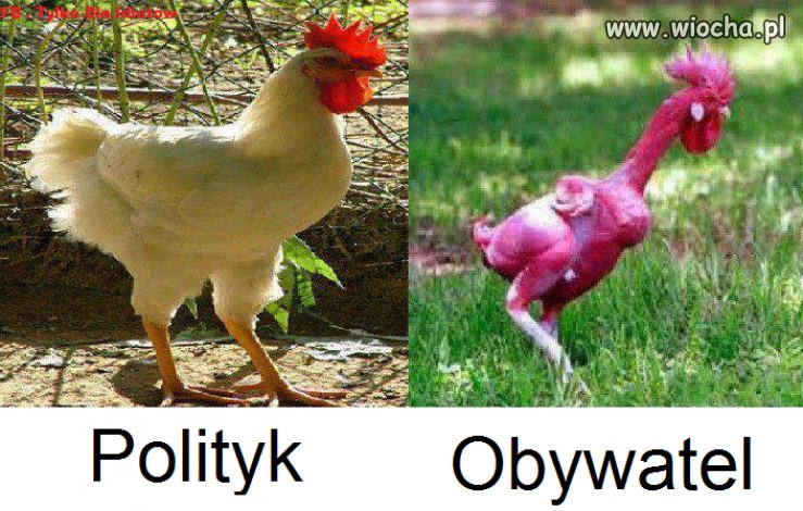 Niebawem wybory