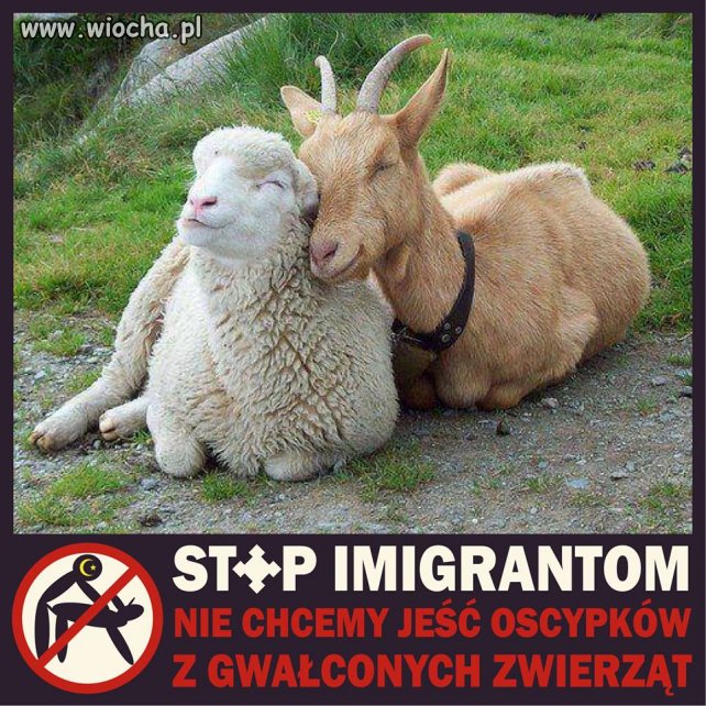 Nie dla imigrantów w Polsce 
