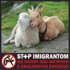 Nie dla imigrantów w Polsce 