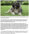 Wezwał policję bo pies nie chciał iść na spacer