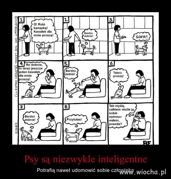 Psy są niezwykle inteligentne