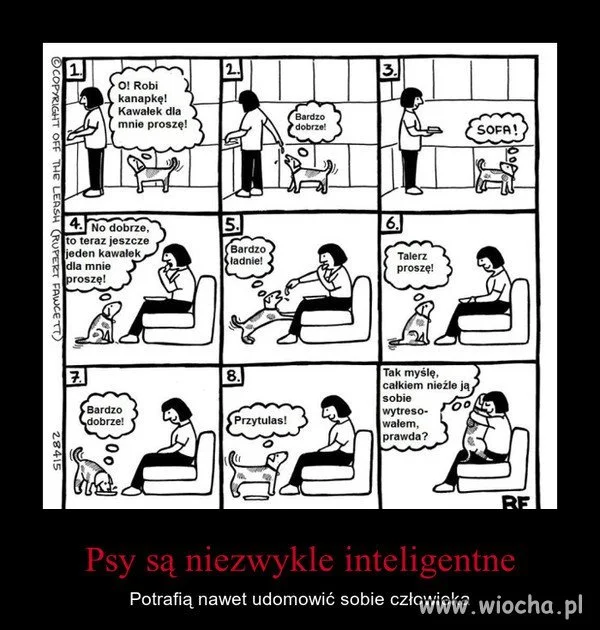 Psy są niezwykle inteligentne