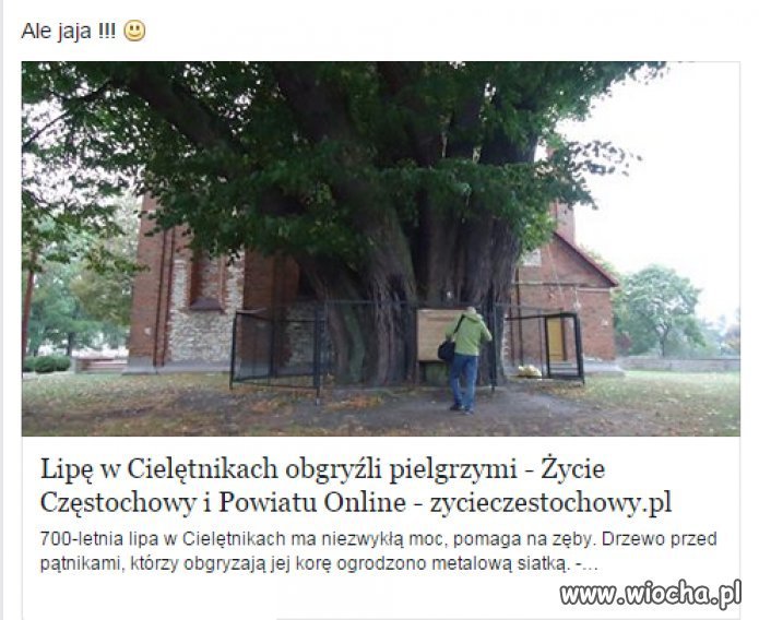 Gorsi niż zające