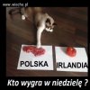 Kot Maciej wróżbita