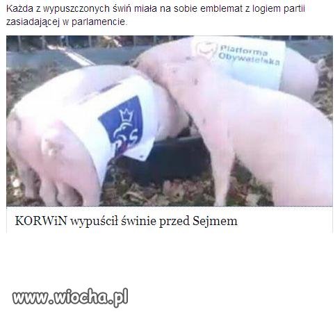 Korwin wypuścił świnie przed sejm.