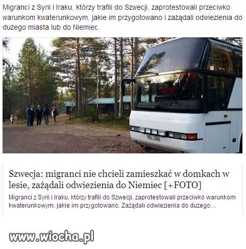 Migranci w du*ach im się poprzewracało.