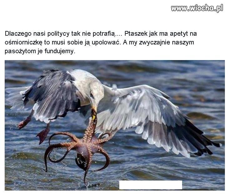 Czas zakończyć dokarmianie od lat tych samych ...