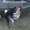 Imigrant w potrzebie