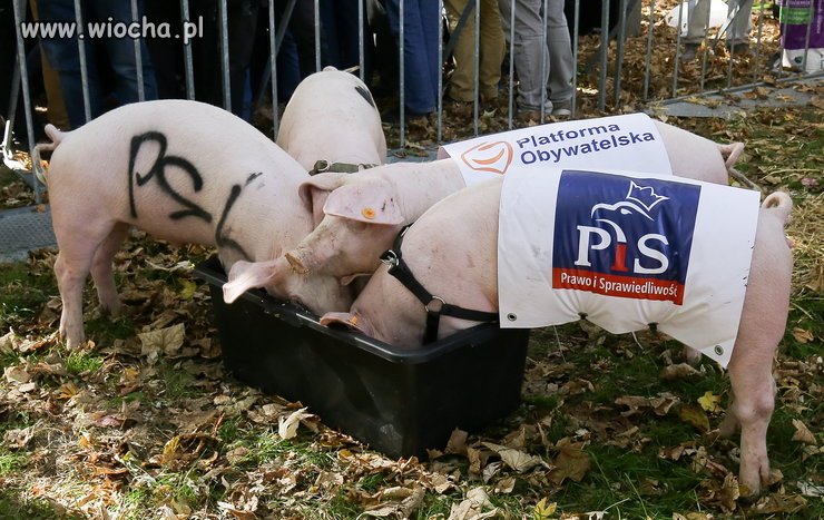 Świnie przed sejmem.