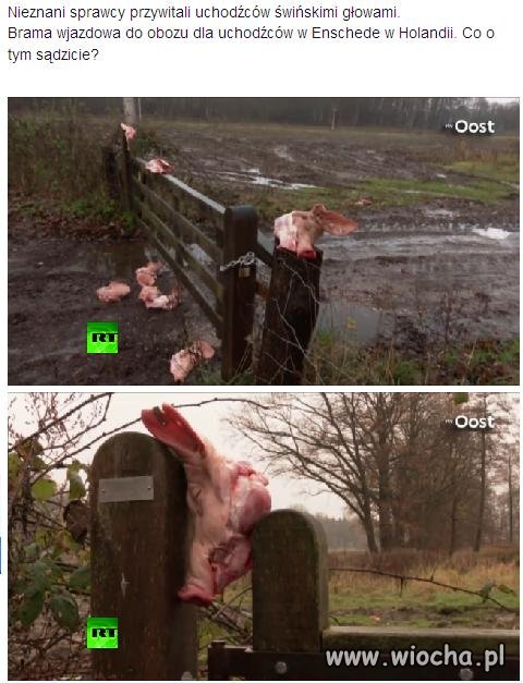 Holandia wita uchodźców.