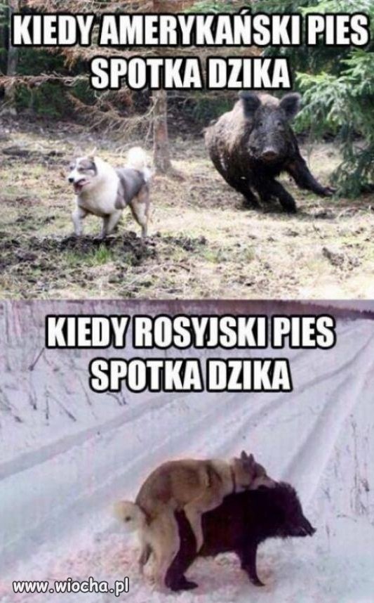 Pies kontra dzik