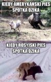 Pies kontra dzik