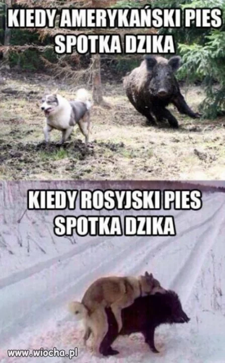 Pies kontra dzik