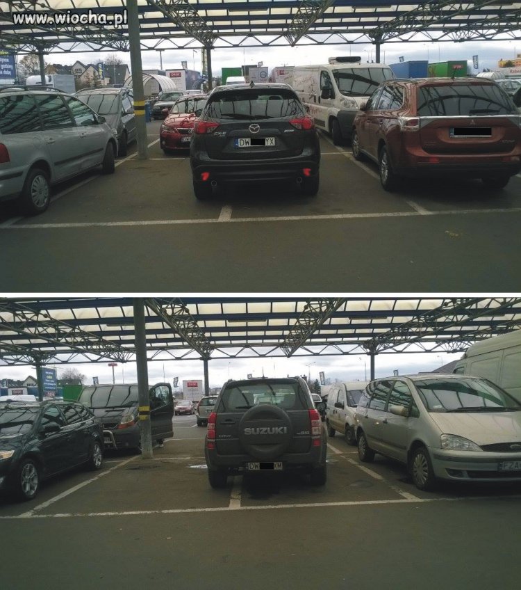 Święte krowy na parkingu Makro we Wrocławiu 