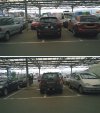 Święte krowy na parkingu Makro we Wrocławiu 