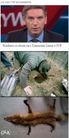Los Lisa przesądzony.