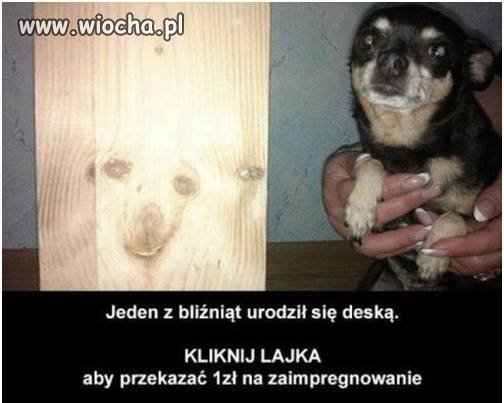Daj lajka 