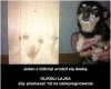 Daj lajka 