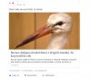 Groźni uchodzcy z Afryki okradaja polskie dzieci.