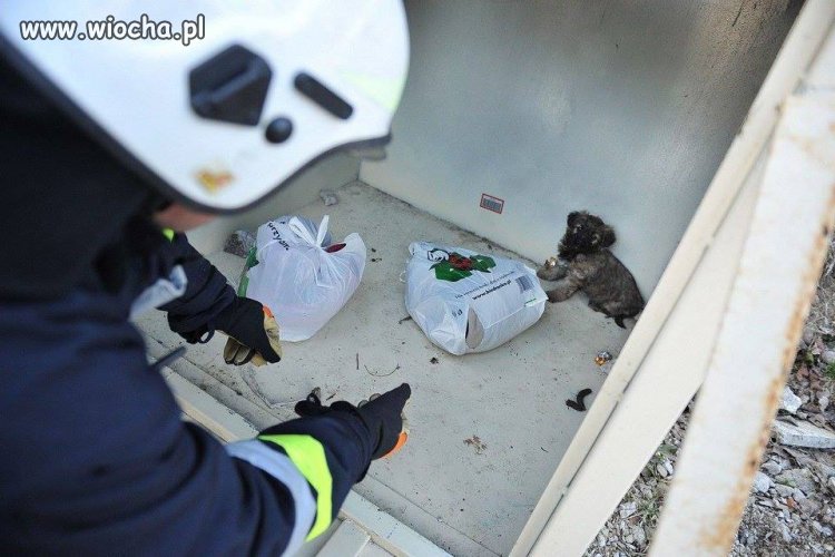 Jakim trzeba być bydlakiem !?