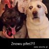 Kiedy wracasz
