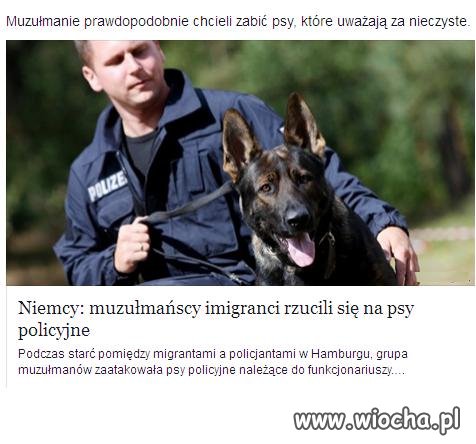 Muzułmanie rzucili się na psy policyjne.