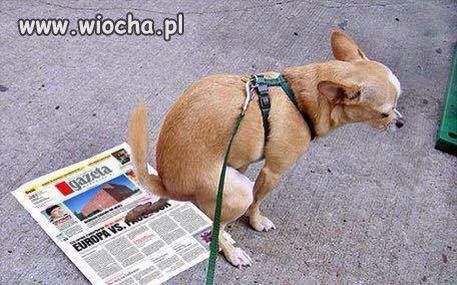 Nawet psy wiedzą