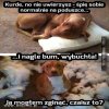 Pies i..