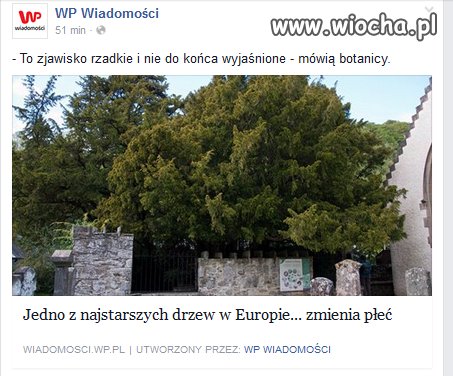 Już nawet drzewo zlewaczyli...