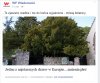 Już nawet drzewo zlewaczyli...