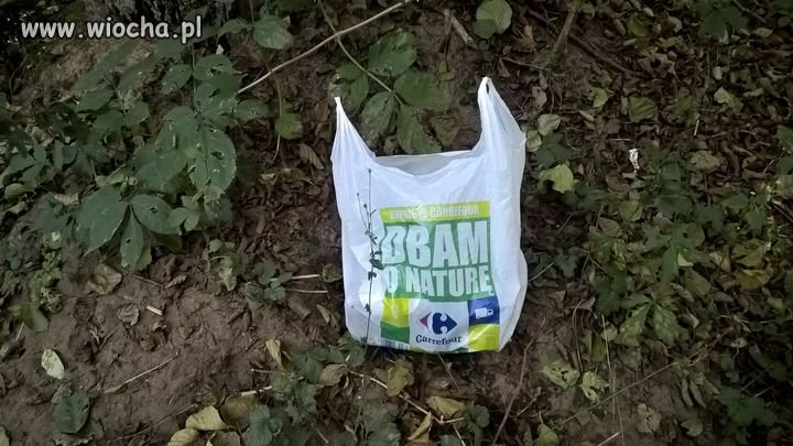 Gdzieś w polskim lesie ...
