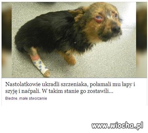 Bydlaki i chamy, a nie nastolatkowie.