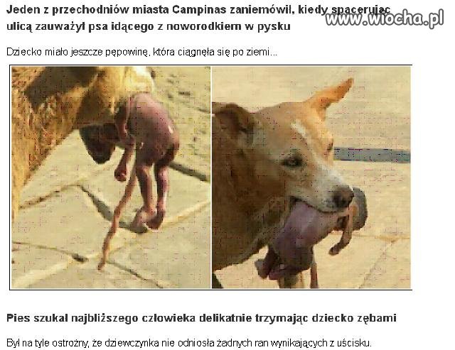 Pies uratował dziecko