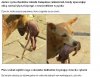 Pies uratował dziecko